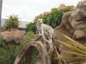 Loro Parque